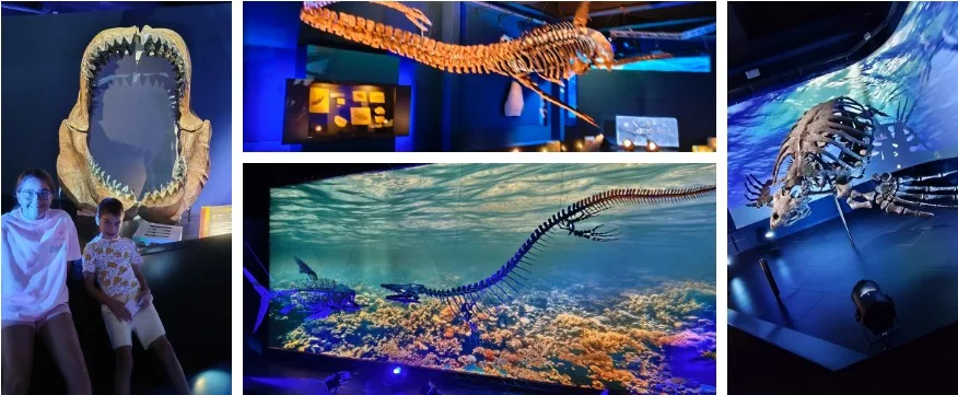 Mundo Acuático en el Museo Paleontológico en Dinópolis. Teruel.