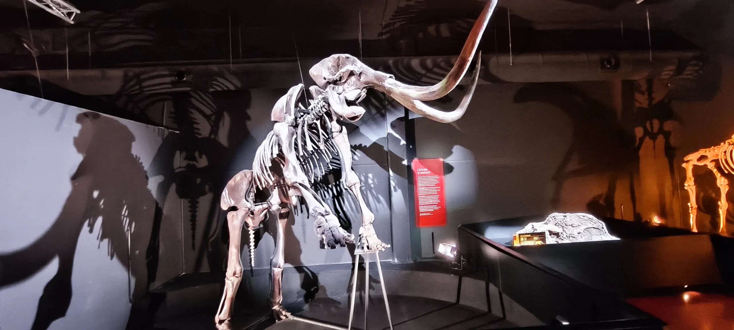 Mamíferos en el Museo Paleontológico en Dinópolis. Teruel.