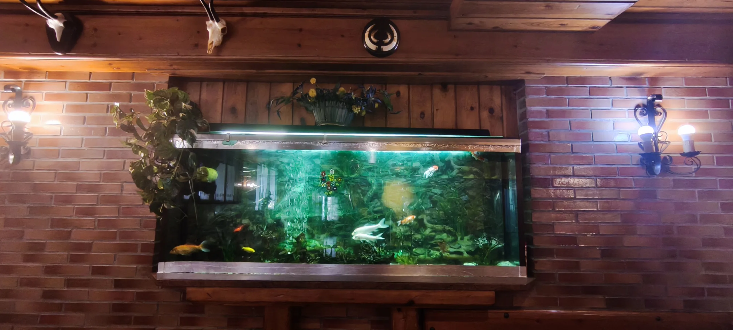 Acuario del Mesón Don Diego. Sabiñánigo.